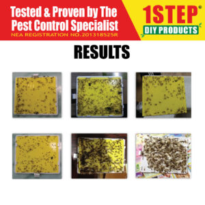 Black Quito Glue Board 5pc/pack (Skyone) – SG Local Seller-